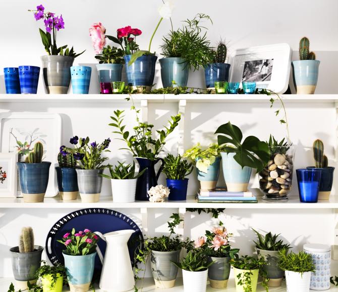 CACTOS IKEA