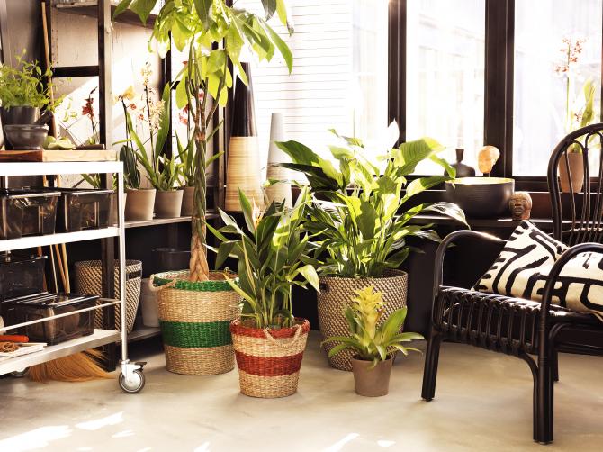 VASOS E PLANTAS