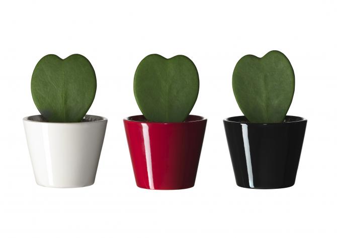 VASOS E PLANTAS