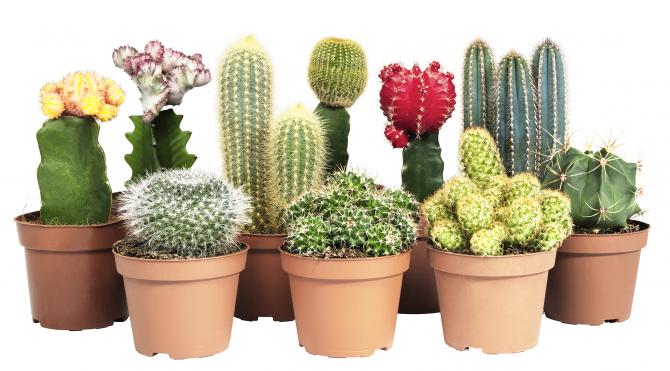 PLANTAS