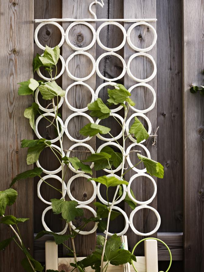 PLANTAS