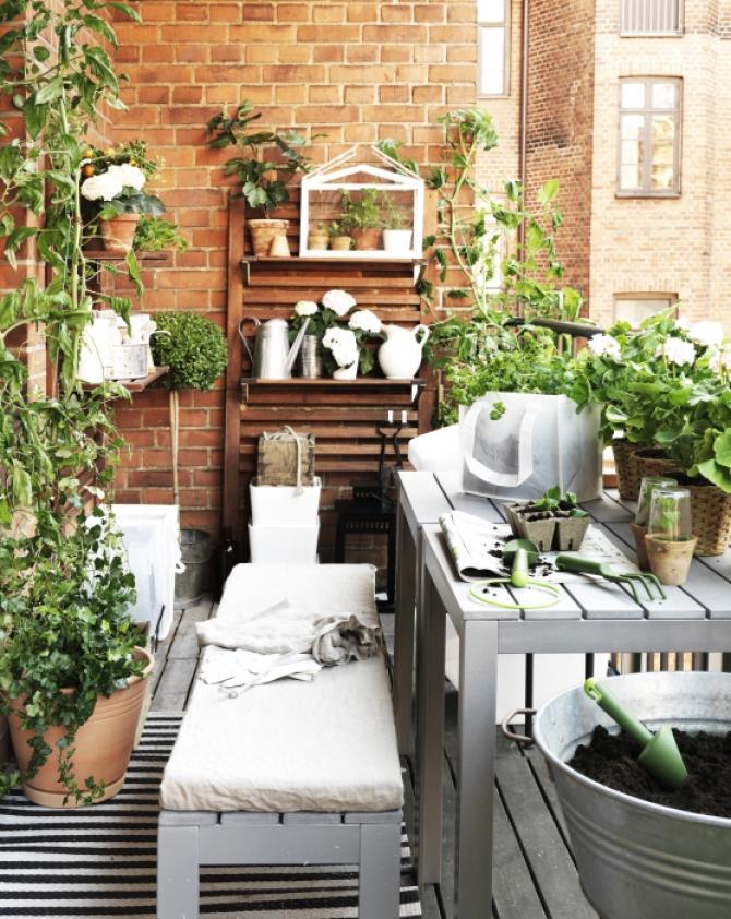 PLANTAS