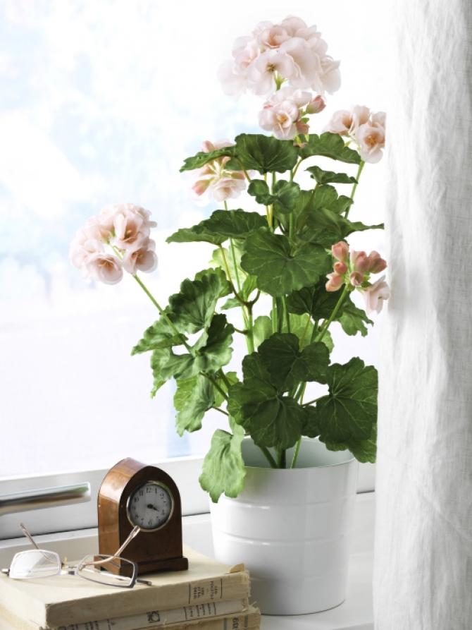 VASOS E PLANTAS