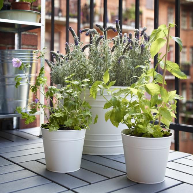 PLANTAS