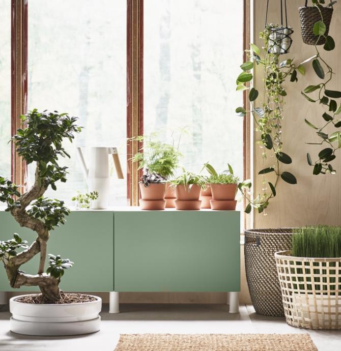 PLANTAS IKEA