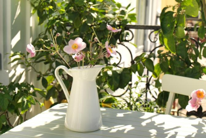 VASOS E PLANTAS
